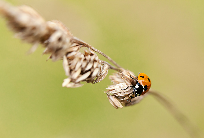 fotografia makro, fotograf przyrody, zdjecia przyrodnicze, zdjecia makro, fotograf slask