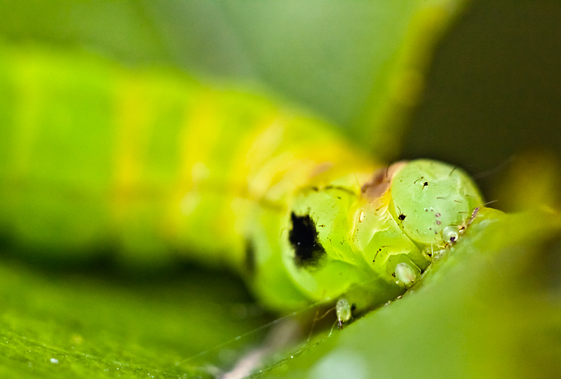 fotografia makro, fotograf przyrody, zdjecia przyrodnicze, zdjecia makro, fotograf slask