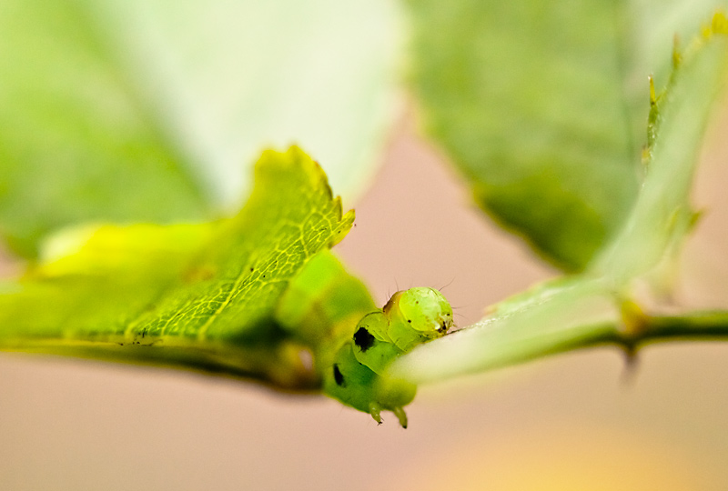 fotografia makro, fotograf przyrody, zdjecia przyrodnicze, zdjecia makro, fotograf slask
