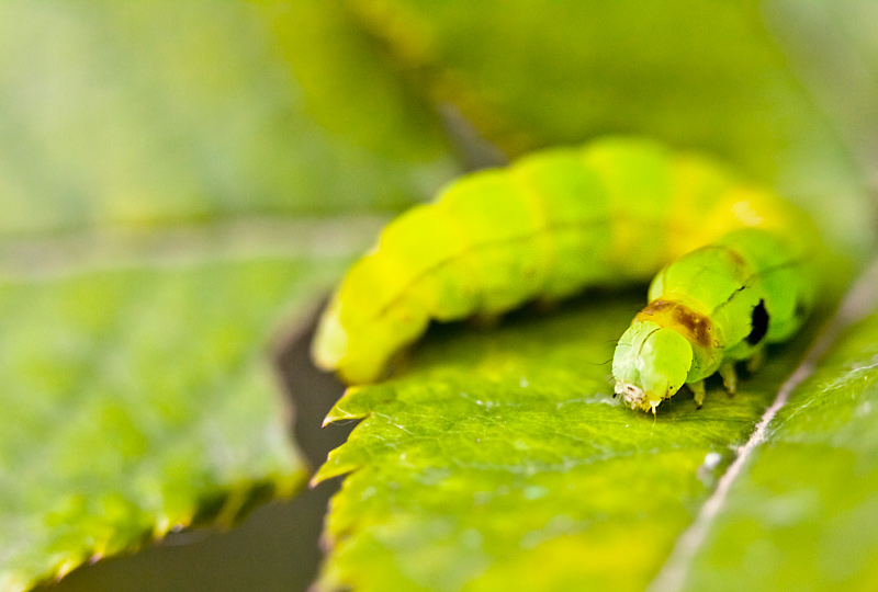 fotografia makro, fotograf przyrody, zdjecia przyrodnicze, zdjecia makro, fotograf slask