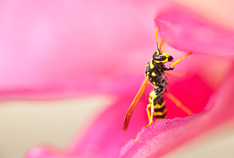 fotografia makro, fotograf przyrody, zdjecia przyrodnicze, zdjecia makro, fotograf slask
