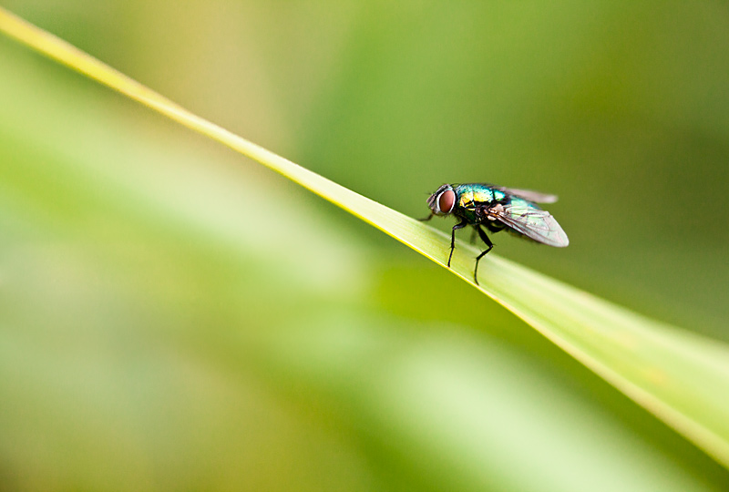 fotografia makro, fotograf przyrody, zdjecia przyrodnicze, zdjecia makro, fotograf slask