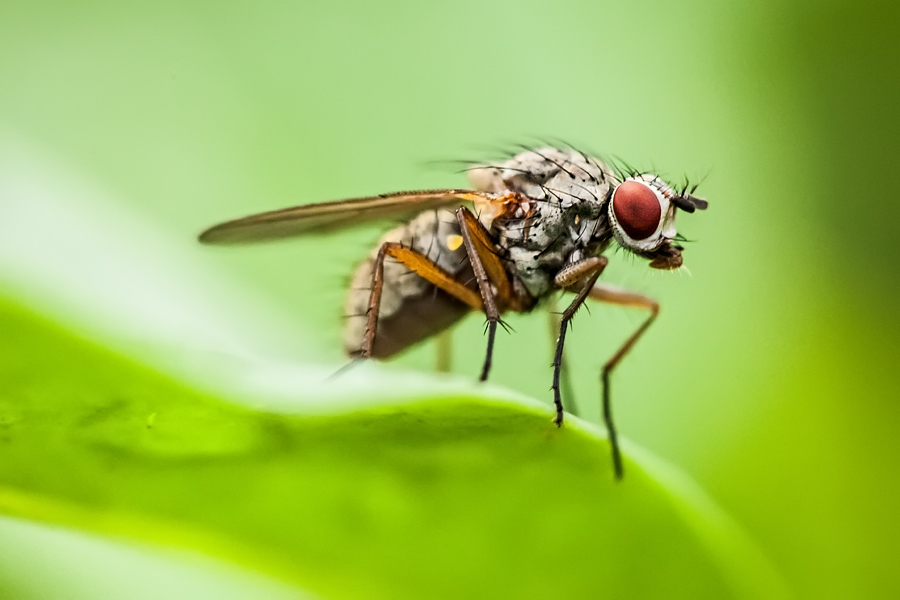 Makrofotografia Fotograf śląsk