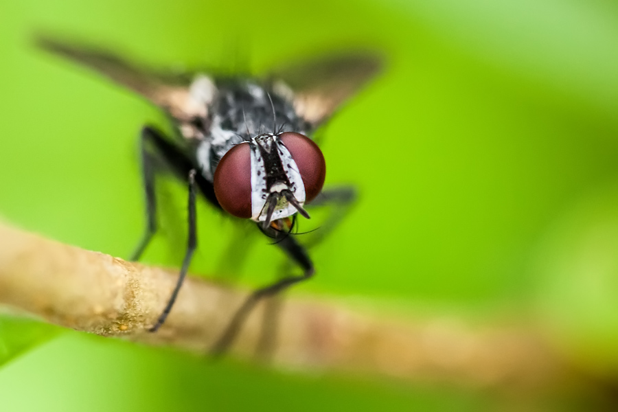 Makrofotografia Fotograf śląsk