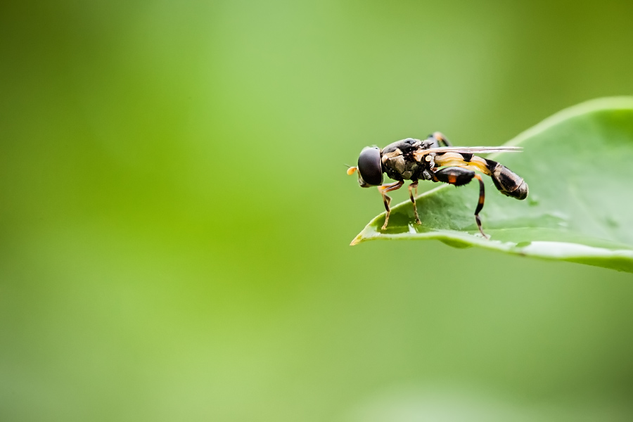 Makrofotografia Fotograf śląsk