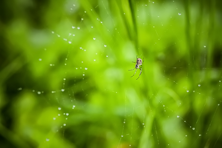 Makrofotografia Fotograf śląsk