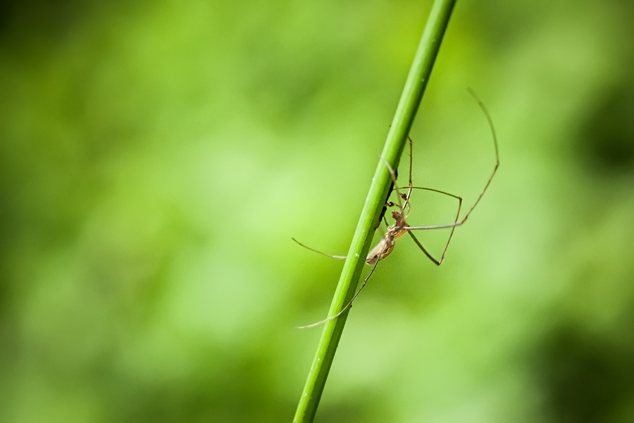 Makrofotografia Fotograf śląsk