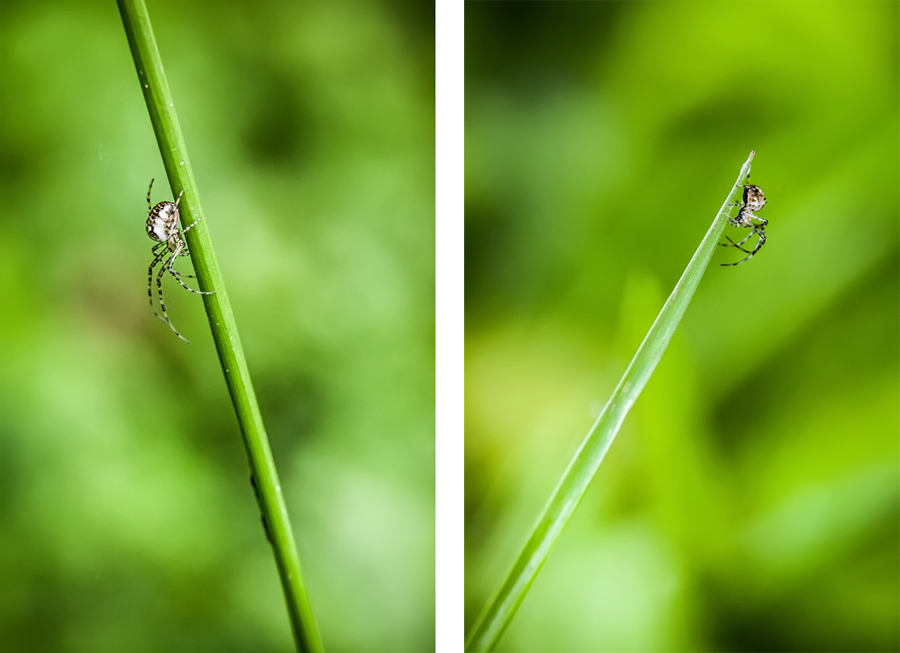 Makrofotografia Fotograf śląsk