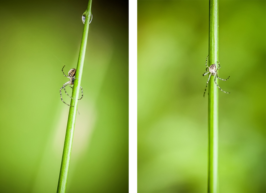 Makrofotografia Fotograf śląsk