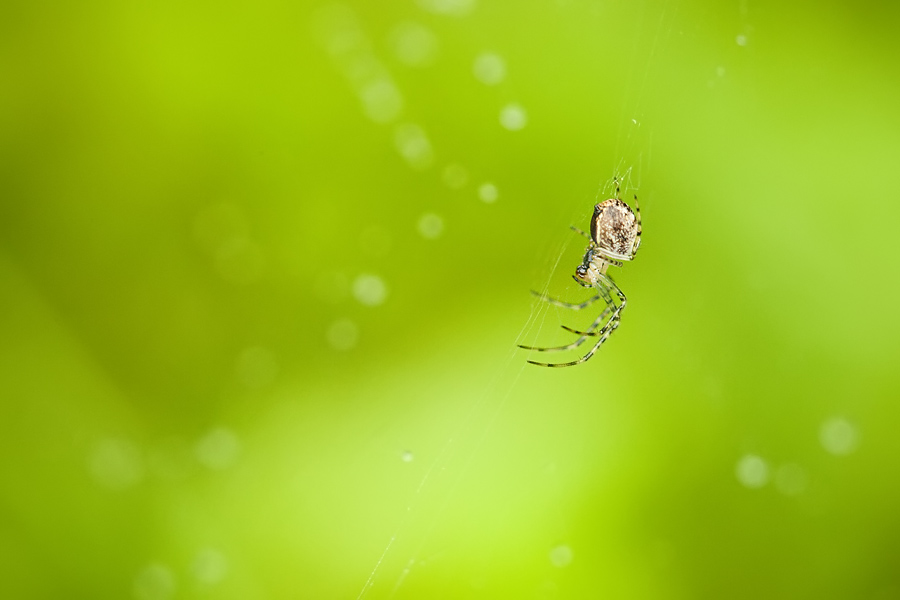 Makrofotografia Fotograf śląsk