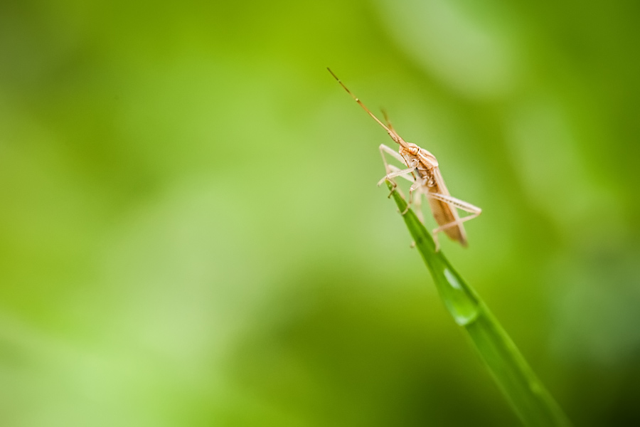 Makrofotografia Fotograf śląsk