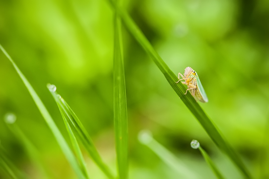 Makrofotografia Fotograf śląsk