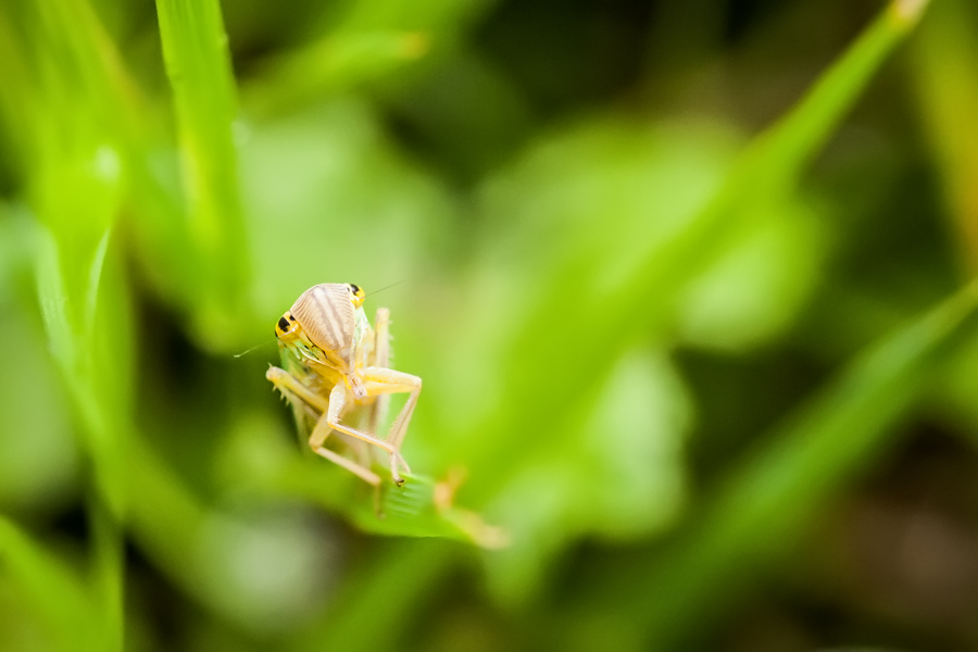 Makrofotografia Fotograf śląsk