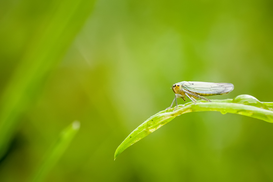 Makrofotografia Fotograf śląsk