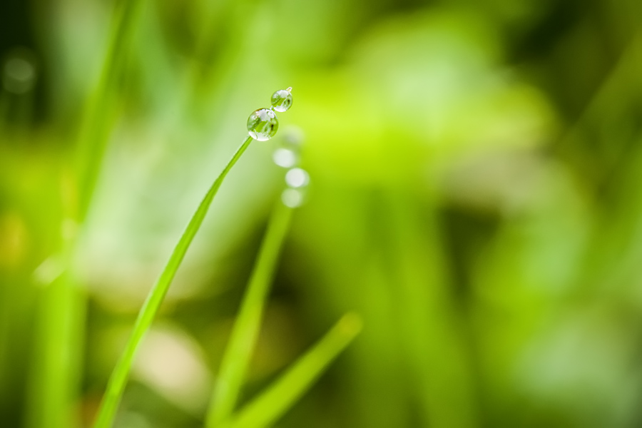 Makrofotografia Fotograf śląsk