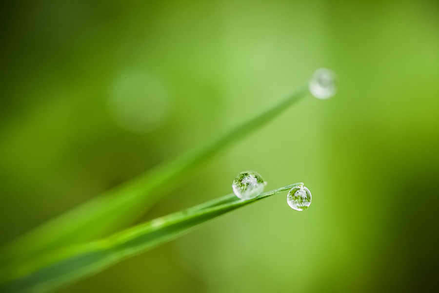 Makrofotografia Fotograf śląsk