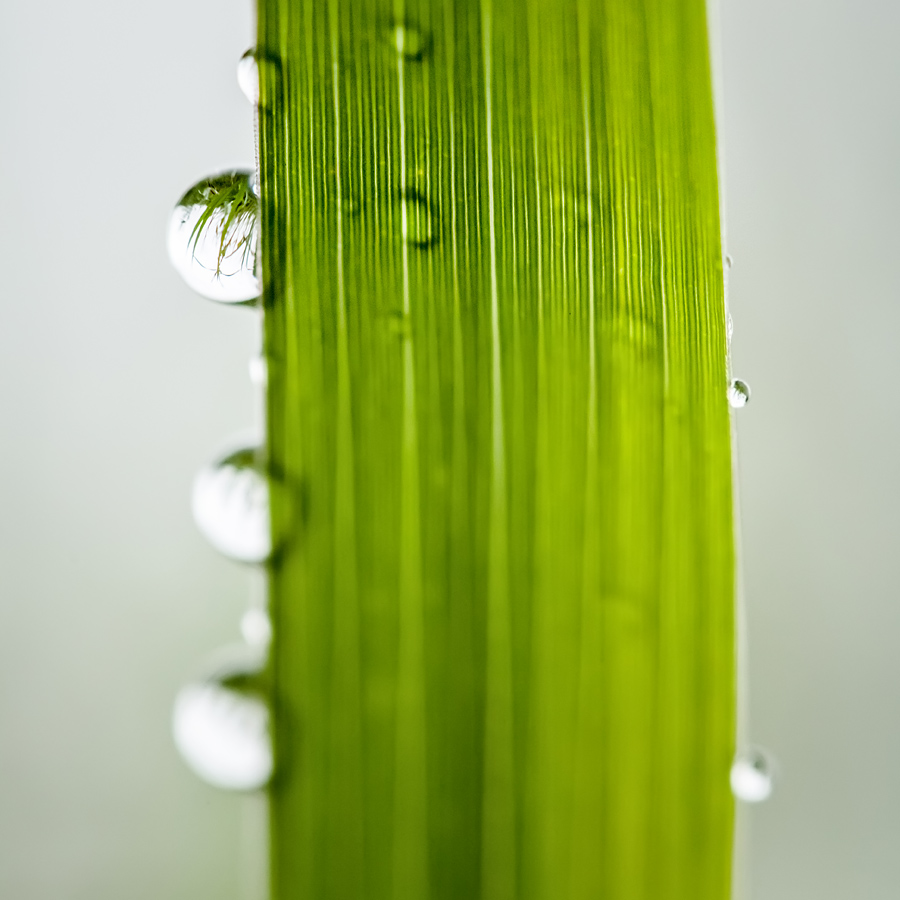 Makrofotografia Fotograf śląsk