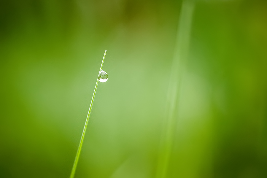Makrofotografia Fotograf śląsk