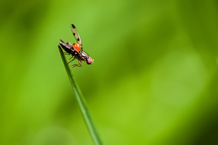 Makrofotografia Fotograf śląsk