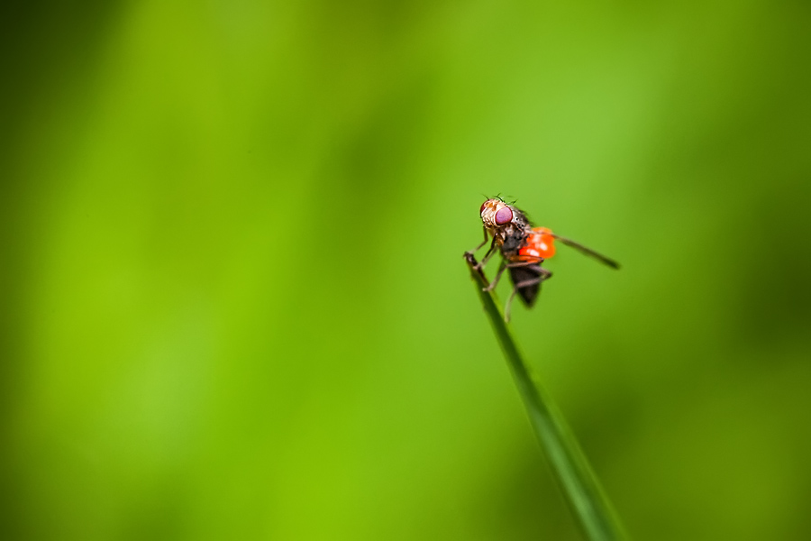 Makrofotografia Fotograf śląsk