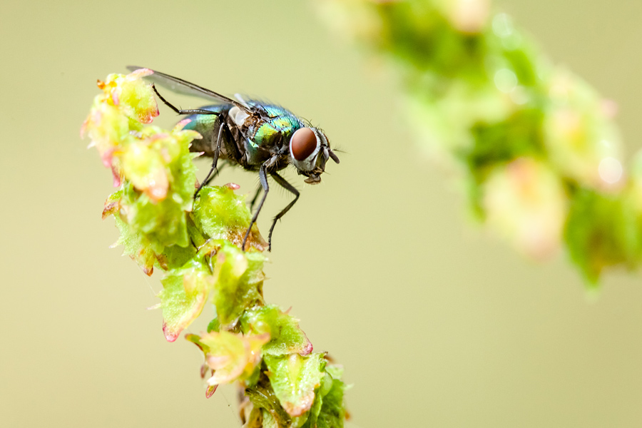 Makrofotografia Fotograf śląsk
