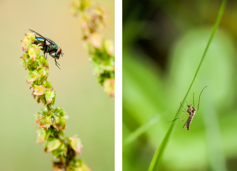 Makrofotografia Fotograf śląsk