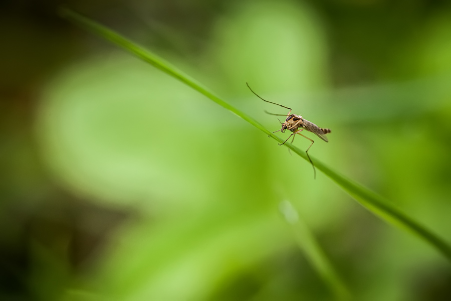 Makrofotografia Fotograf śląsk