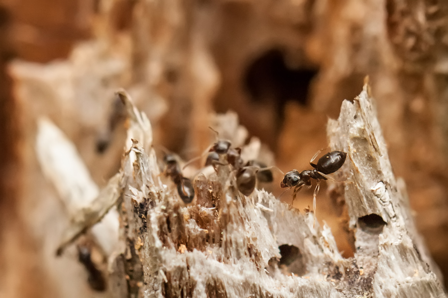 Makrofotografia Fotograf śląsk