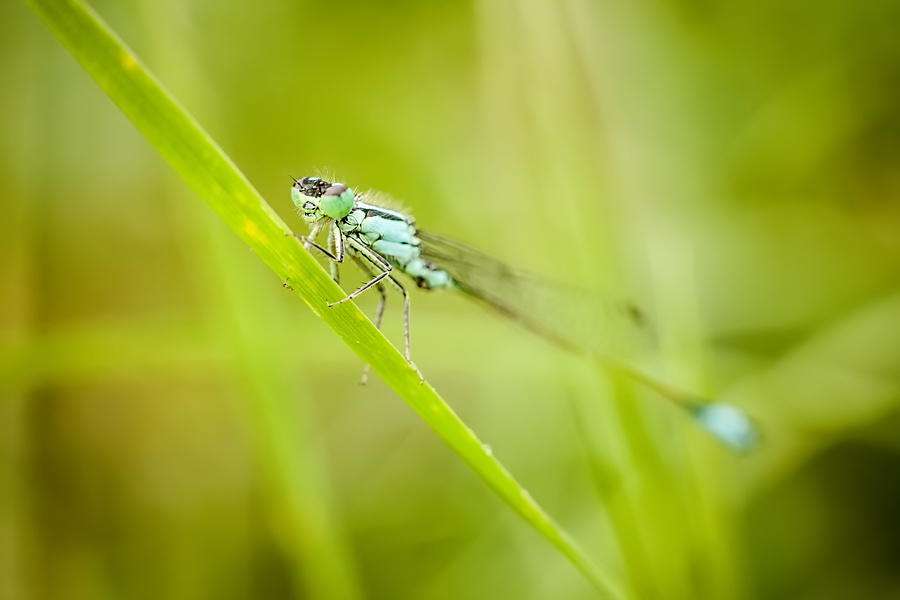 Makrofotografia Fotograf śląsk