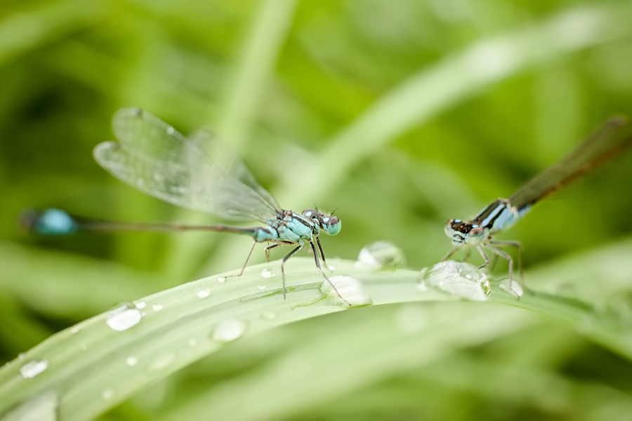 Makrofotografia Fotograf śląsk