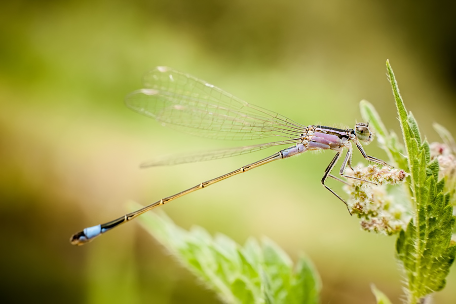 Makrofotografia Fotograf śląsk