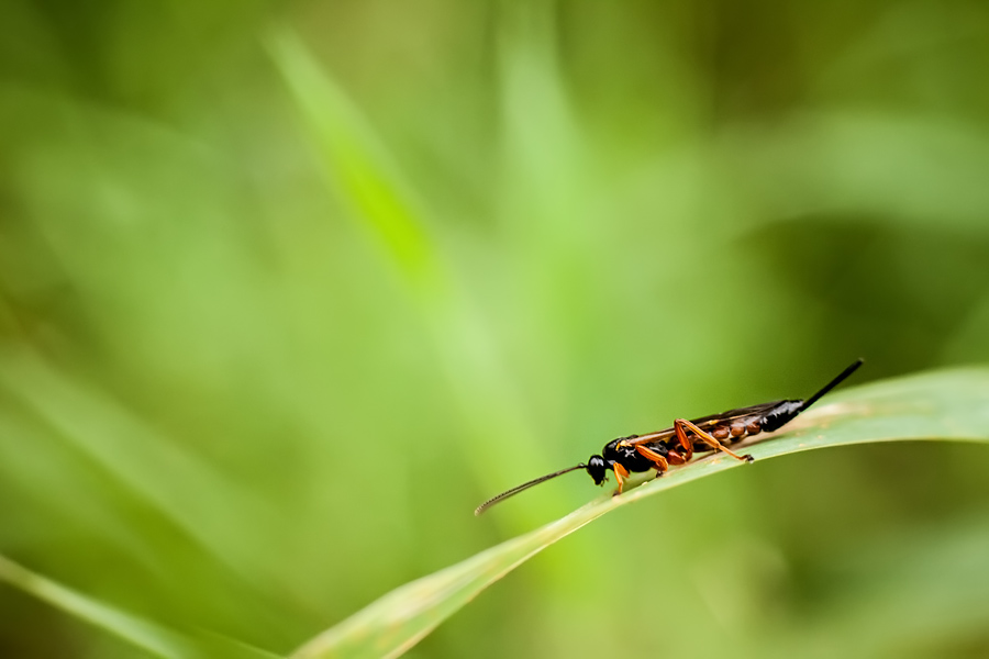 Makrofotografia Fotograf śląsk