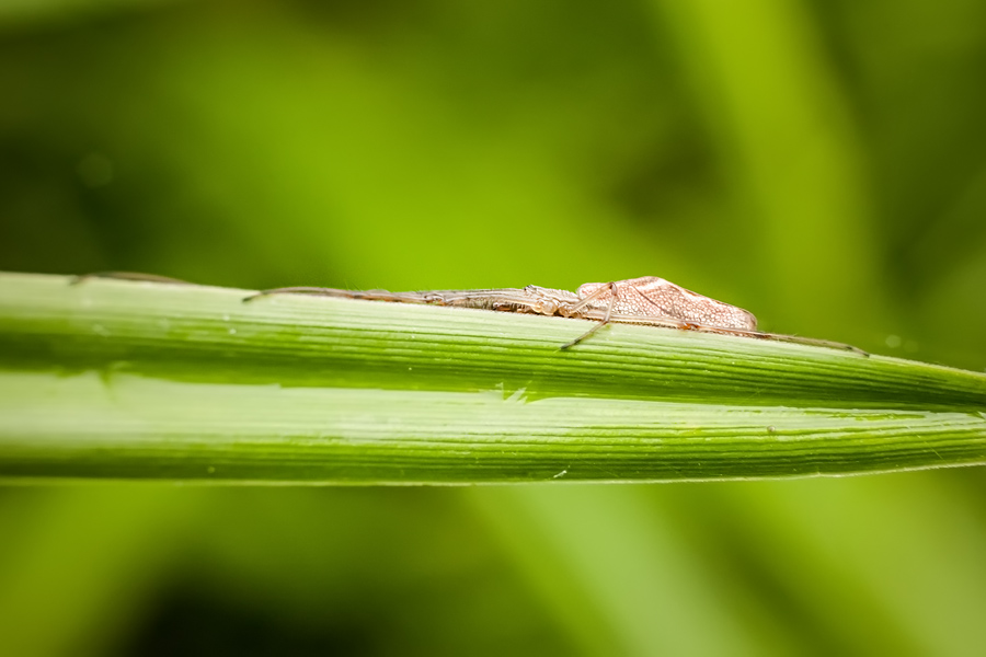 Makrofotografia Fotograf śląsk