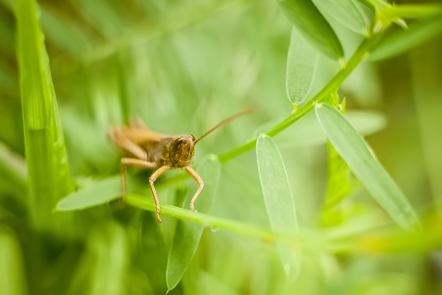 Makrofotografia Fotograf śląsk