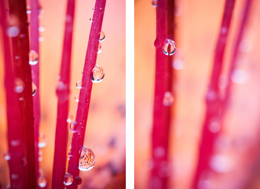 Makrofotografia Fotograf śląsk