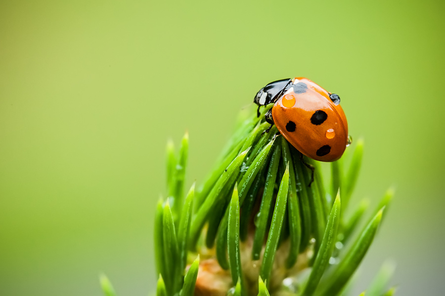 Makrofotografia Fotograf śląsk