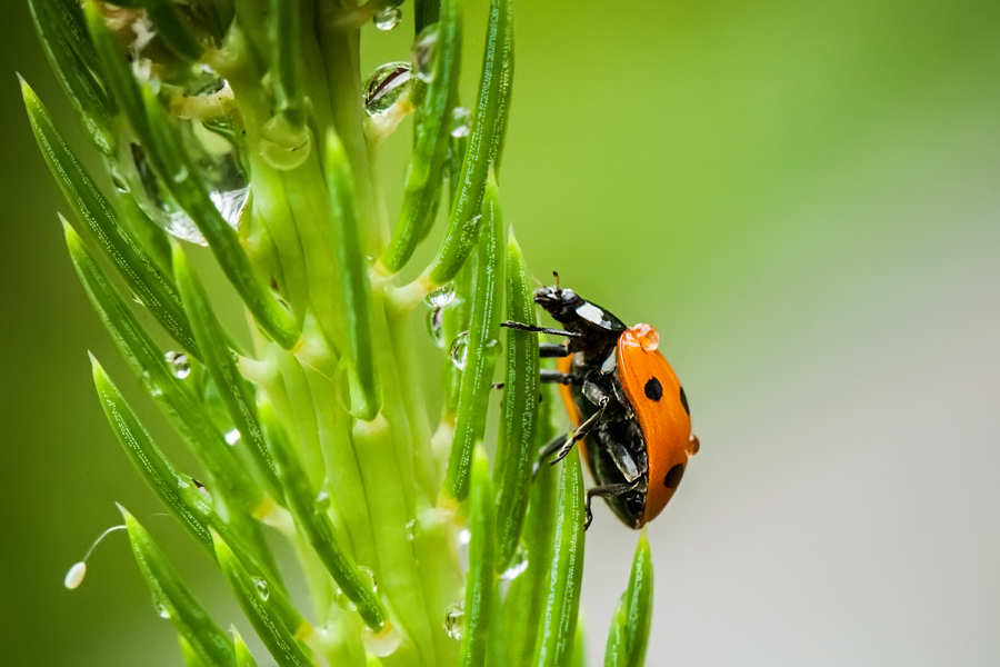 Makrofotografia Fotograf śląsk