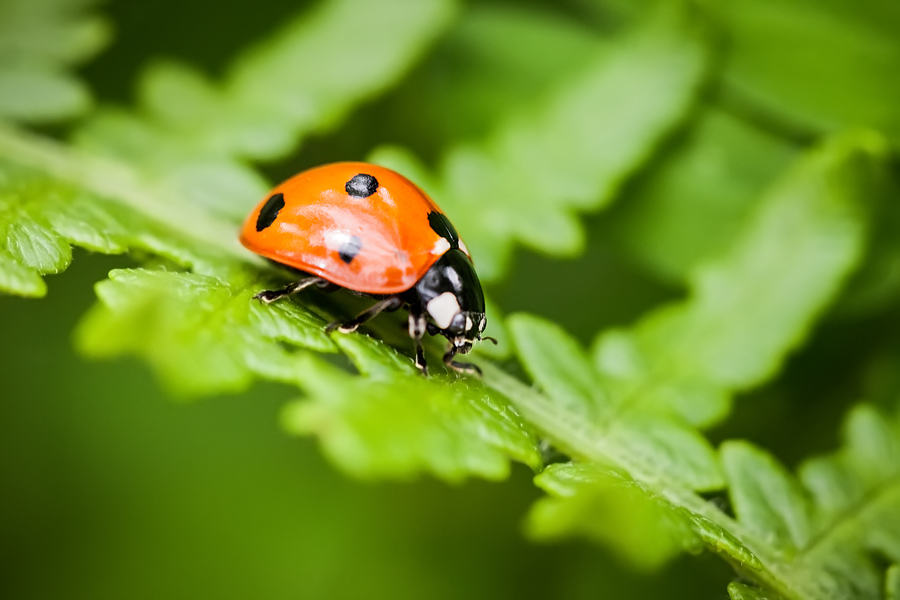 Makrofotografia Fotograf śląsk