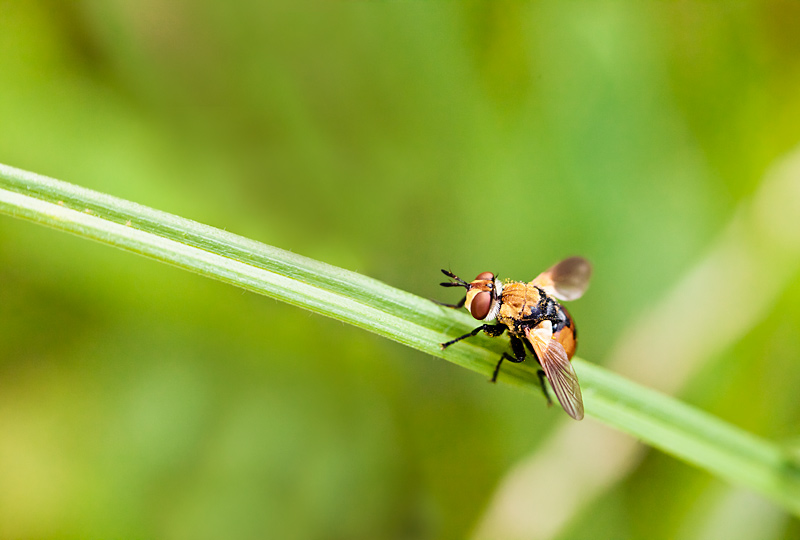 fotografia makro, fotograf przyrody, zdjecia przyrodnicze, zdjecia makro, fotograf slask