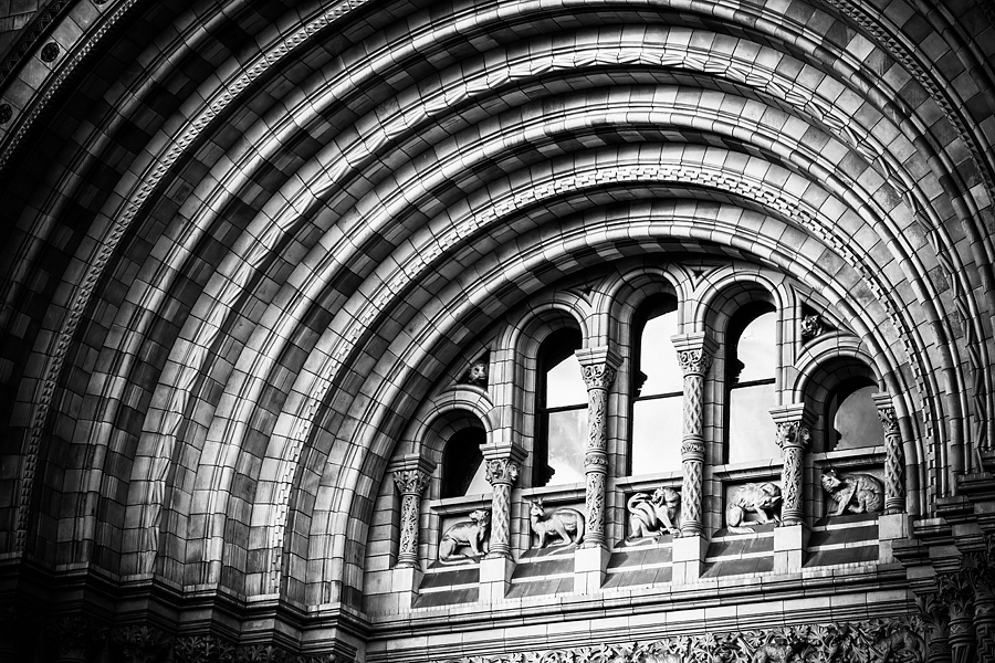 Natural History Museum fotograf slask