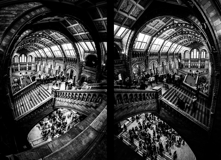 Natural History Museum fotograf slask