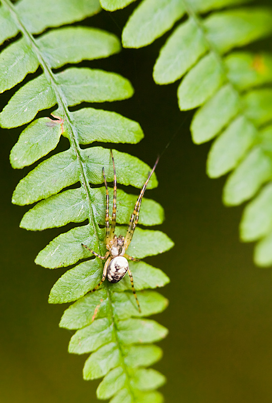 fotografia makro, fotograf przyrody, zdjecia przyrodnicze, zdjecia makro, fotograf slask