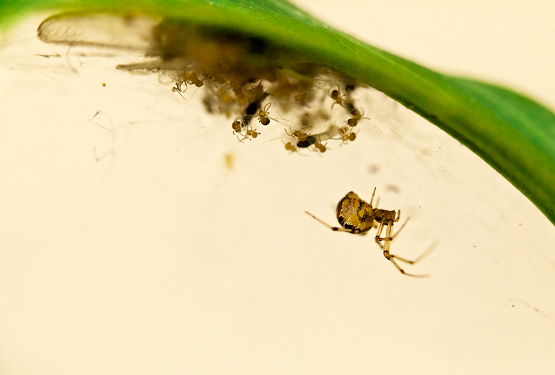 fotografia makro, fotograf przyrody, zdjecia przyrodnicze, zdjecia makro, fotograf slask