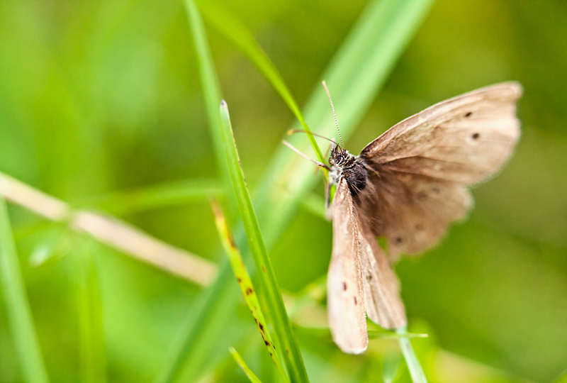 fotografia makro, fotograf przyrody, zdjecia przyrodnicze, zdjecia makro, fotograf slask