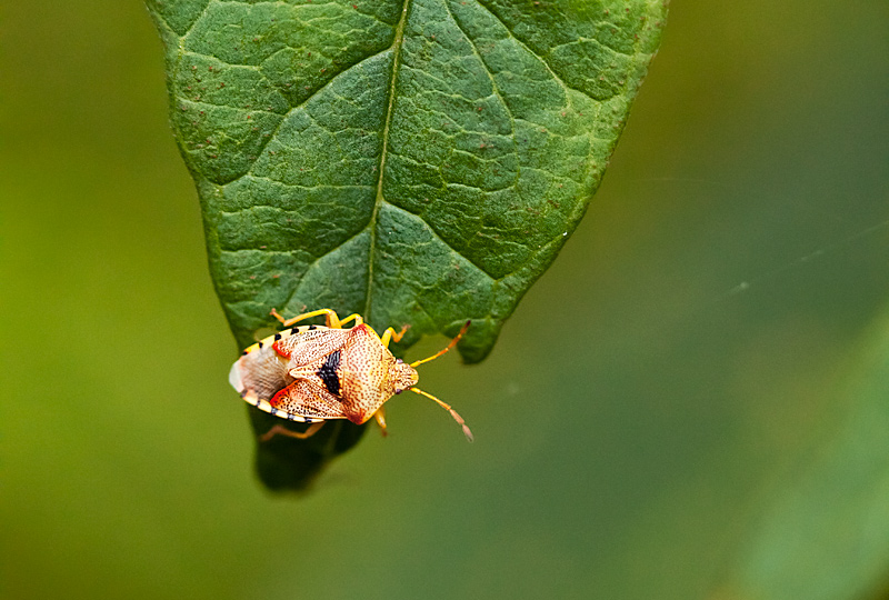 fotografia makro, fotograf przyrody, zdjecia przyrodnicze, zdjecia makro, fotograf slask