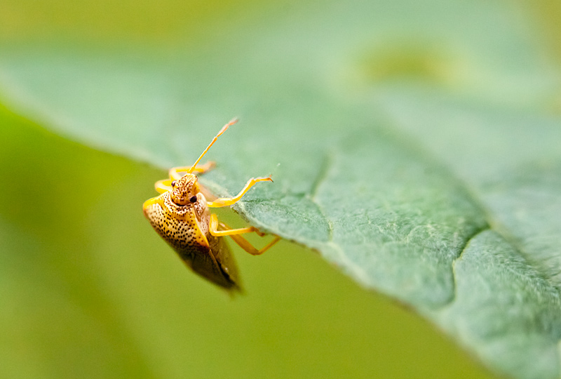fotografia makro, fotograf przyrody, zdjecia przyrodnicze, zdjecia makro, fotograf slask