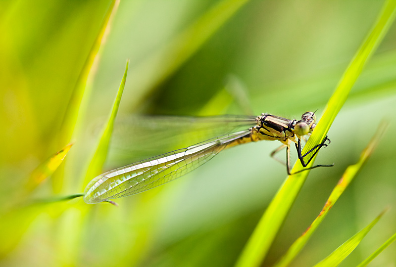 fotografia makro, fotograf przyrody, zdjecia przyrodnicze, zdjecia makro, fotograf slask