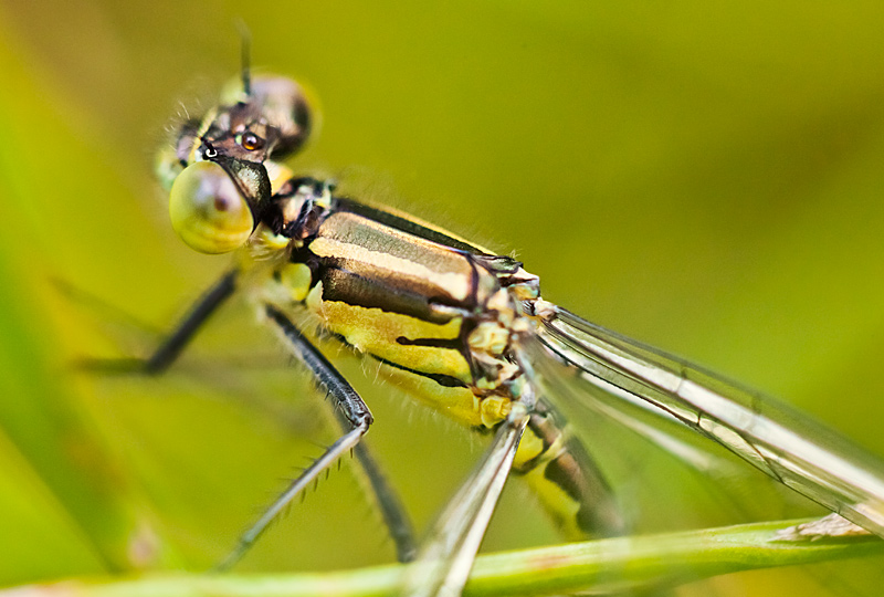 fotografia makro, fotograf przyrody, zdjecia przyrodnicze, zdjecia makro, fotograf slask