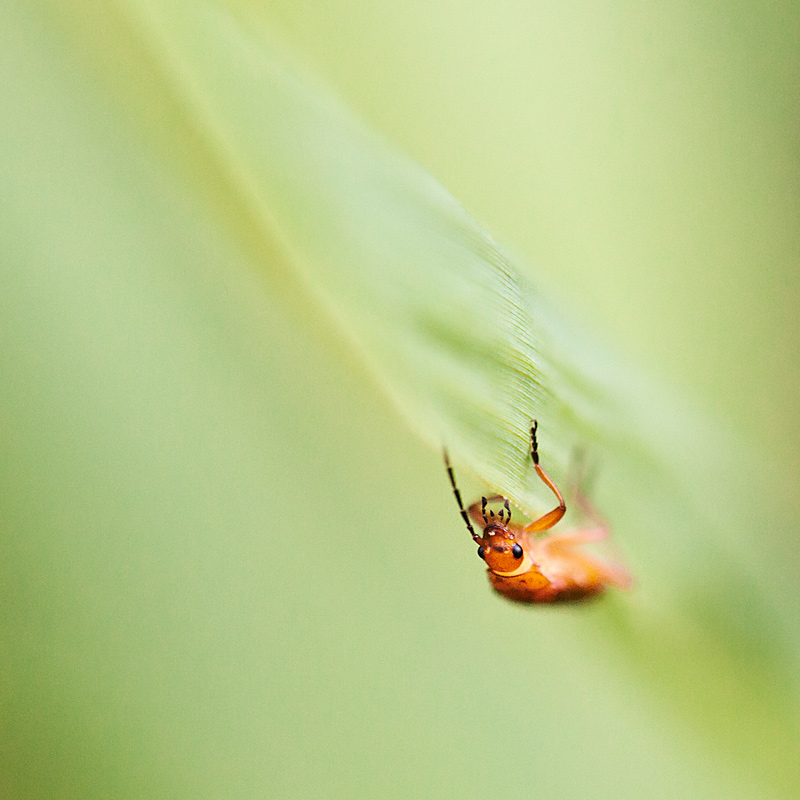 fotografia makro, fotograf przyrody, zdjecia przyrodnicze, zdjecia makro, fotograf slask