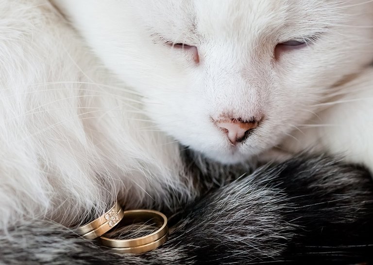 Anna i Jacek Bieniek; fotograf slubny slask; dwoje fotografow na slub; fotografowie slubni slask; fotograf slubny bielsko; fotografia slubna, reportaz slubny, www.magiaobrazu.com, zdjecia slubne, fotoreportaz slubny; fotograf pszczyna; zdjecia slubne bielsko